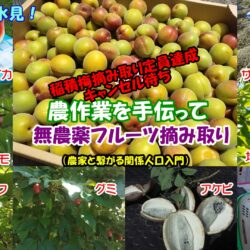 【農家と繋がる関係人口入門】フルーツ収穫の前に、やれること《６月下旬》