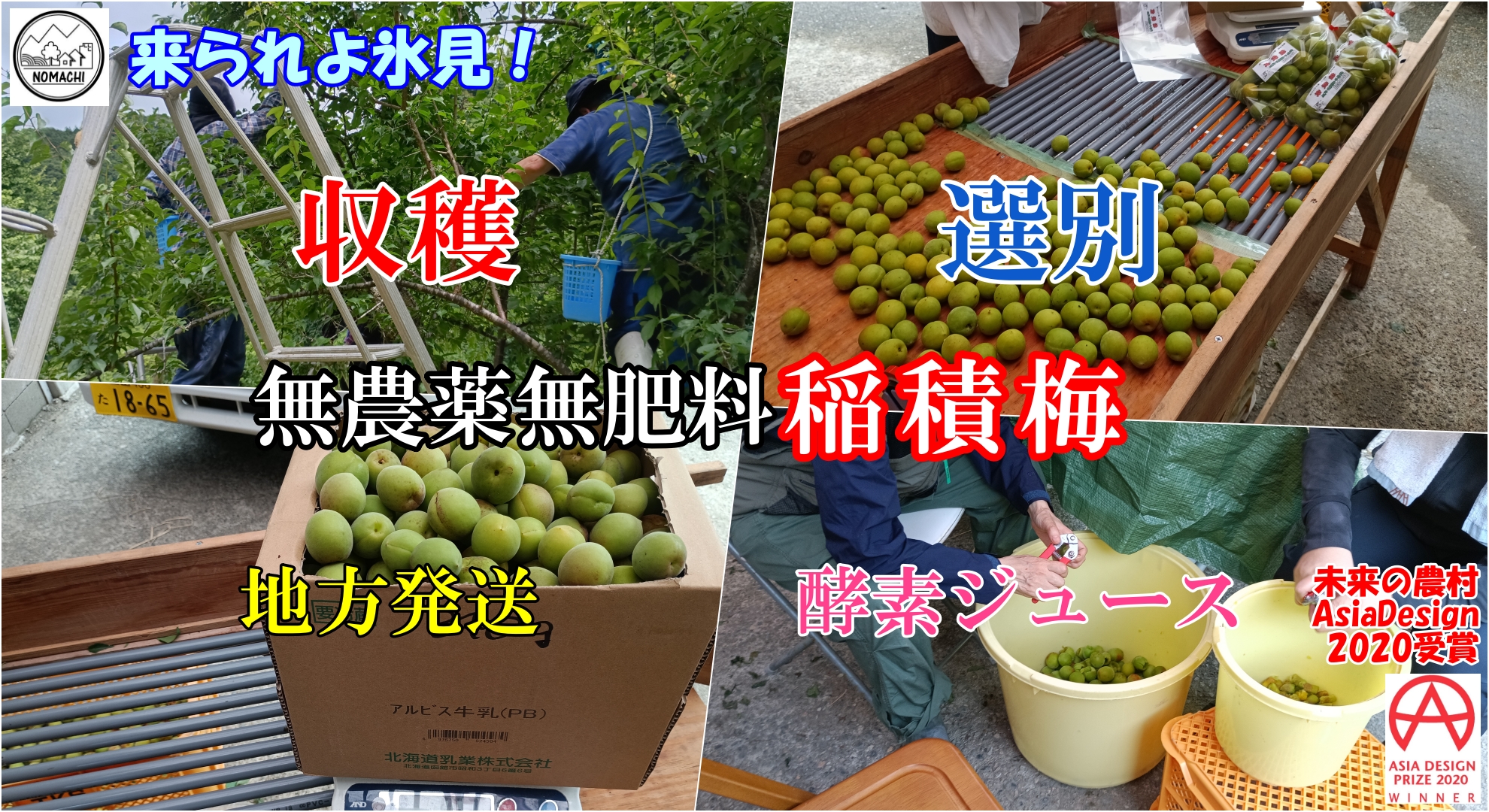 ３６５日農村体験・大人気！稲積梅の摘み取り体験／来られよ氷見！