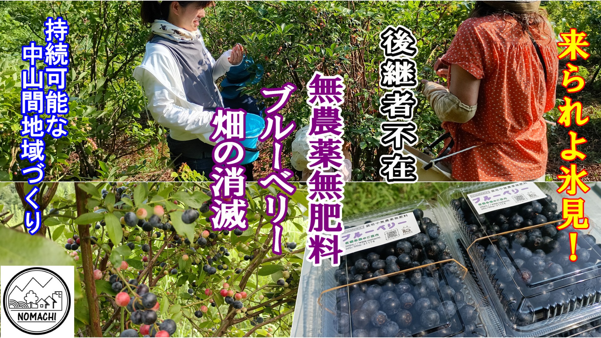 無農薬無肥料ブルーベリー狩り（夏休み親子体験）畑の消滅